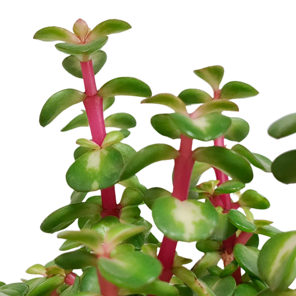 Portulacaria Afra mediopicta - Ø10,5cm