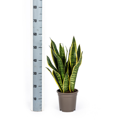 Sansevieria Trifasciata Futura Superba – Schwiegermutterzunge – ↕50–55 cm – Ø17 cm