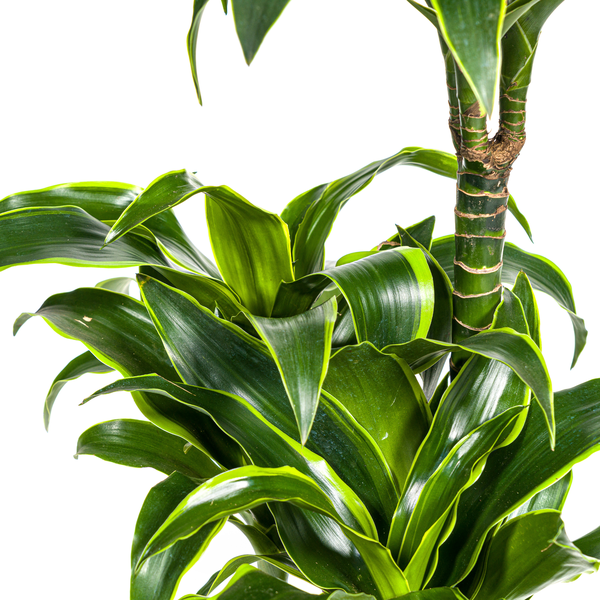 Dracaena Deremensis Dorado - ↕110cm - Ø21cm