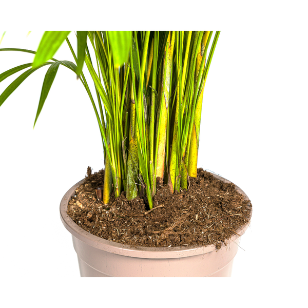 Areca Palm (Dypsis Lutescens) - Goudpalm - ↕160cm - Ø27cm