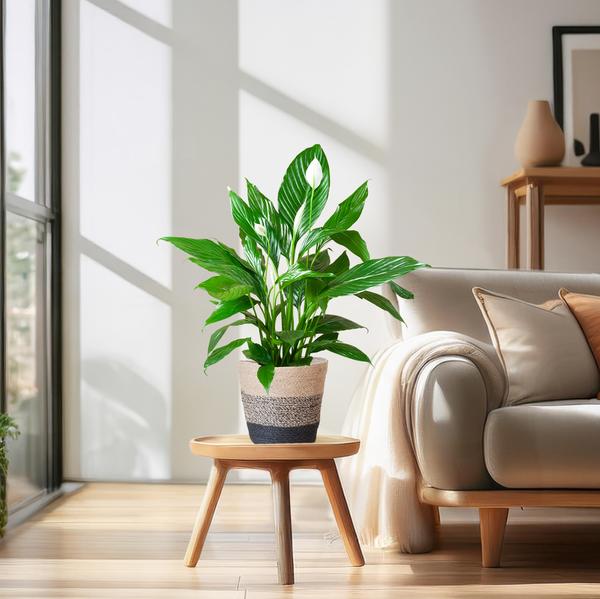 Spathiphyllum met Mand Lissabon zwart - Lepelplant - ↕80cm - Ø21cm
