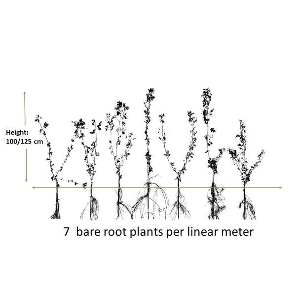 Acer Campestre - Veldesdoorn - blote wortel - ↕100-125cm - 100x