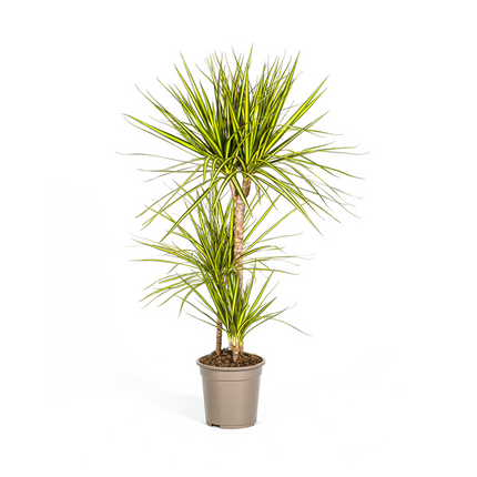 Dracaena Marginata Sunray - ↕100-110cm - Ø21cm - Pianta del drago