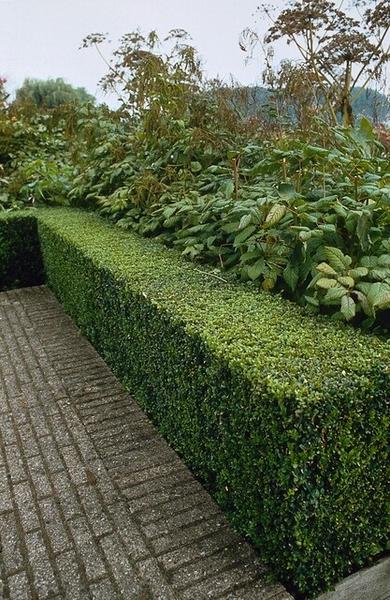 Ligustrum Ovalifolium - Blote wortel - ↕40-60cm - 75x