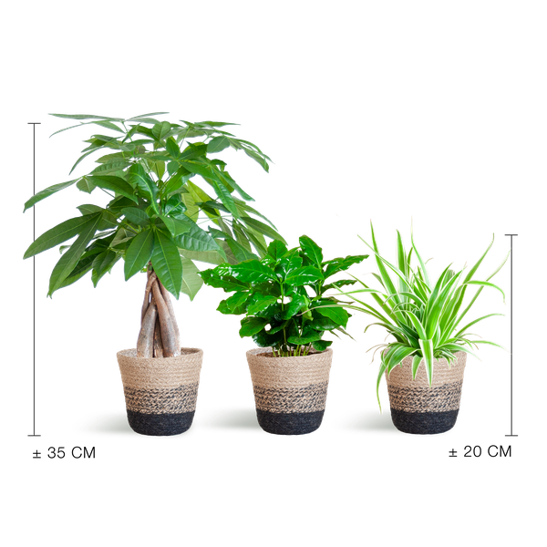 Diervriendelijke Plantenbox - klein - met Mand Lissabon zwart - Ø12cm