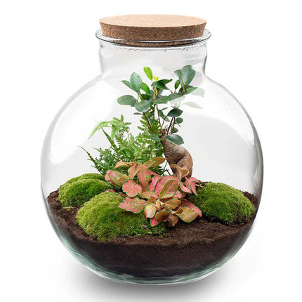 Terrariumpotte - Bolder Bob Bonsai + LED-belysning i kork