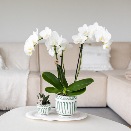 Kolibri Home | Granada - Grøn - Ø6cm