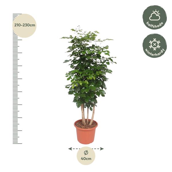 Radermachera Hainanensis - China Doll plant - ↕190cm - Ø40cm