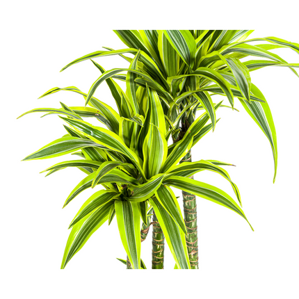 Dracaena Deremensis Lemon Lime - ↕180cm - Ø27cm