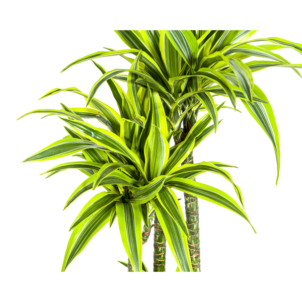 Dracaena Deremensis Lemon Lime - ↕180cm - Ø27cm