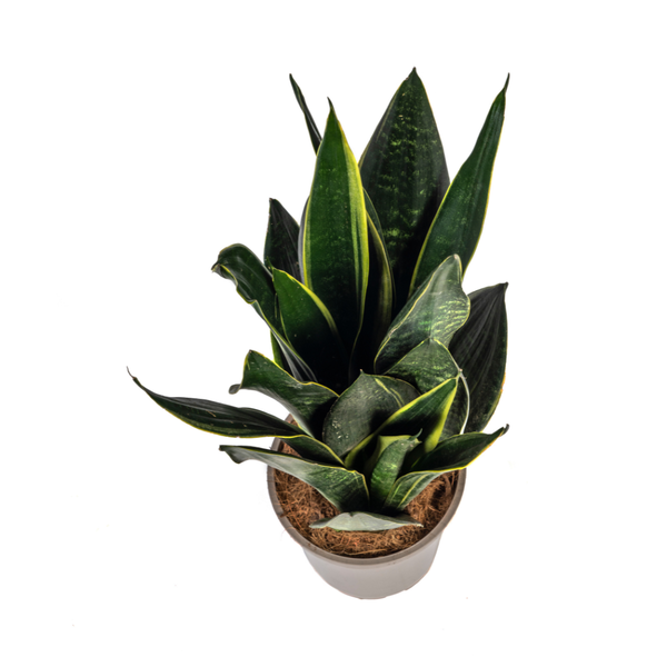 Sansevieria Trifasciata Futura Black - Vrouwentong - ↕50-55cm - Ø17cm