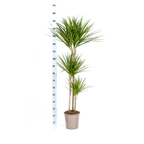 Dracaena Marginata Green - ↕140cm - Ø24cm - Drakenplant