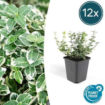 Euonymus 'Emerald 'n Gaity' - Chapeau cardinal japonais - ↕10-25cm - Ø9cm - Couvre-sol - 12x