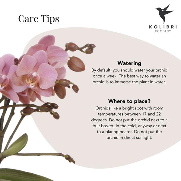 Roze Phalaenopsis orchidee – Treviso in Groove bloempot zilver – Ø12cm – ↕35cm - Bloeiende kamerplant