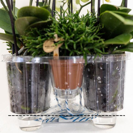 Conjunto de orquídeas naranjas en cesta de algodón con depósito de agua incluido - Tres orquídeas naranjas de Las Vegas de 12 cm | Mono Bouquet naranja con depósito de agua incorporado.