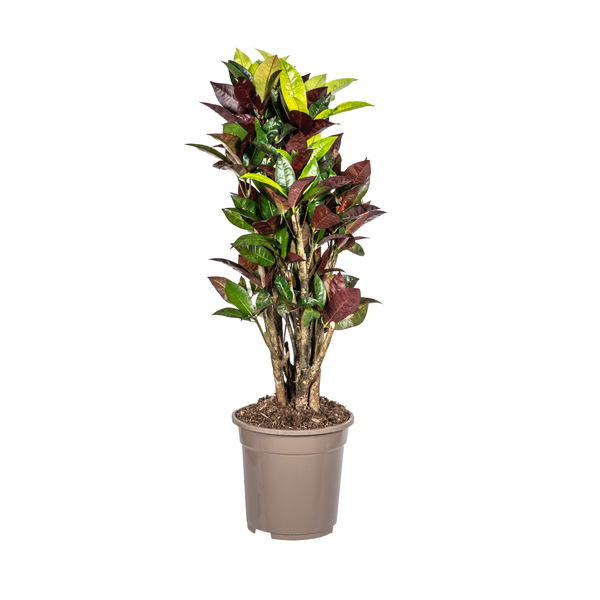 Codiaeum 'Croton' Iceton - ↕70-80cm - Ø21cm