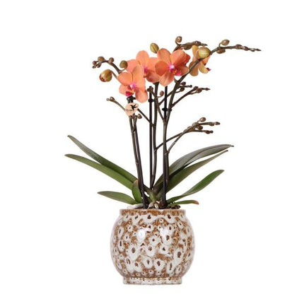 Orange Phalaenopsis orchid - Mineral Bolzano + Safari pot - Ø9cm - Flowering houseplant