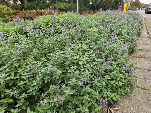 Nepeta 'Walker's Low' - Kattekruid - ↕10-25cm - Ø9cm - Borderplant - 12x