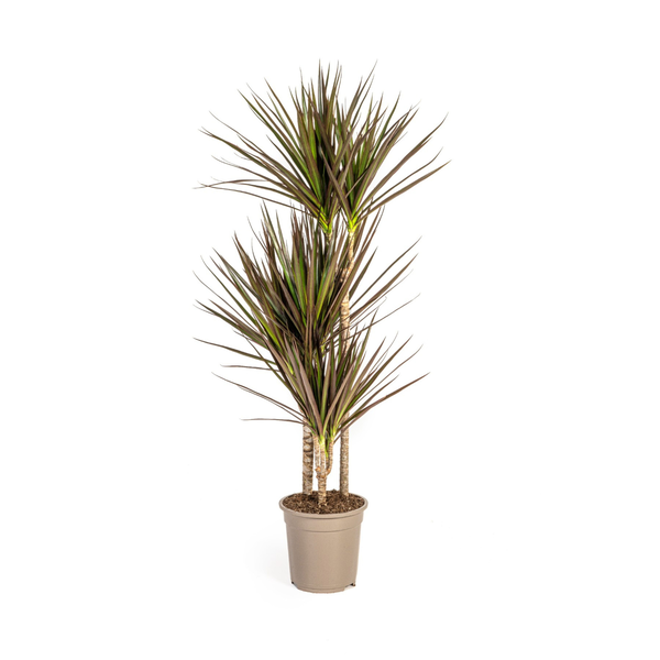 Dracaena Marginata Magenta - ↕120cm - Ø21cm - Pianta del drago