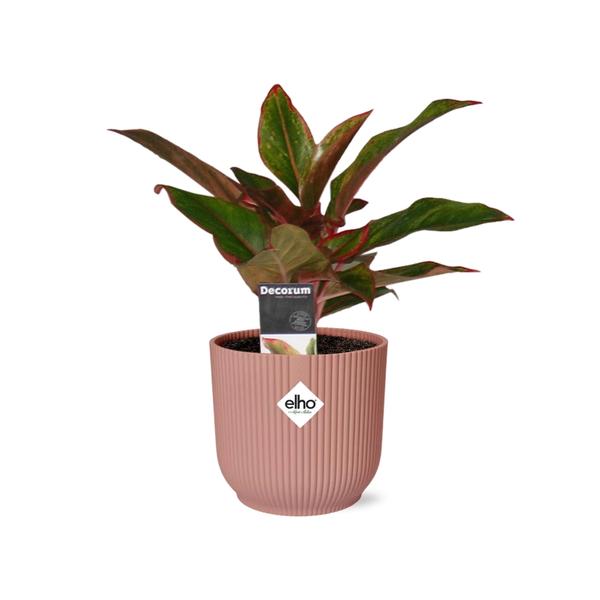 Aglaonema Crete - in roze elho Vibes Fold - ↕25cm - Ø14cm