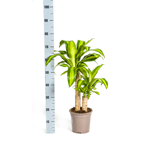 Dracaena Fragrans Massangeana - ↕80cm - Ø19cm - Drakenplant
