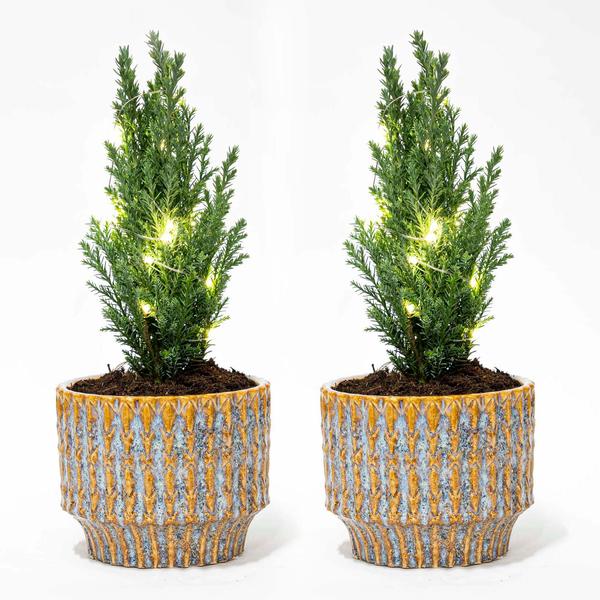 Kerstboom 'Ellwoodii' + Pot Echo - ↕25-30cm - 2x
