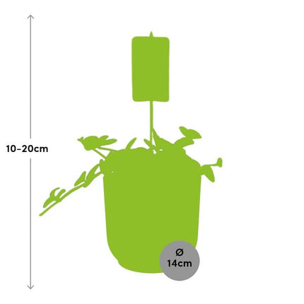 Peperomia 'Hope' in yellow elho Vibes Fold - ↕20cm - Ø14cm
