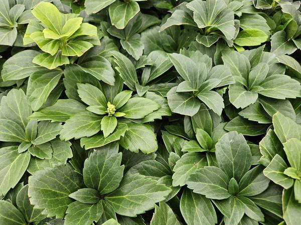 Pachysandra Terminalis - Schaduwkruid - ↕10-25cm - Ø9cm - Bodembedekker - 40x