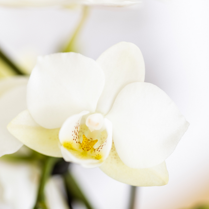 Kolibri Company | Mediterranes Sonnenuntergangs-Pflanzenset | Weiße Phalaenopsis-Orchidee Lausanne und Sukkulenten inkl. dekorativer Keramiktöpfe