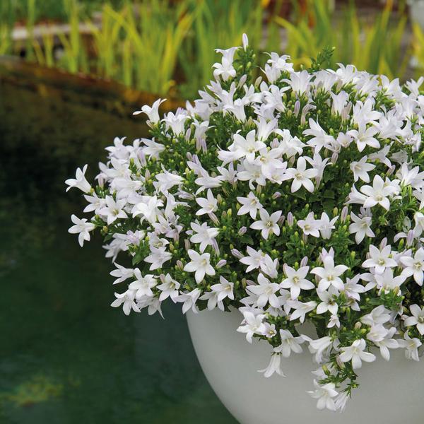 Campanula Addenda - Klokjesbloem wit Ø12cm - 2m2 bodembedekker - 12 stuks - Ambella white - tuinplanten - winterhard
