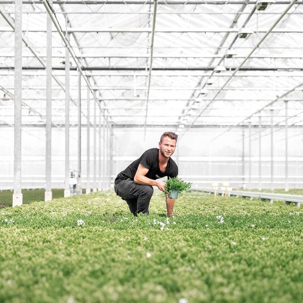 Campanula Addenda - Klokjesbloem wit Ø12cm - 2m2 bodembedekker - 12 stuks - Ambella white - tuinplanten - winterhard