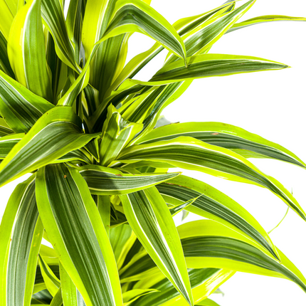 Dracaena Deremensis Lemon Lime - ↕80cm - Ø19cm