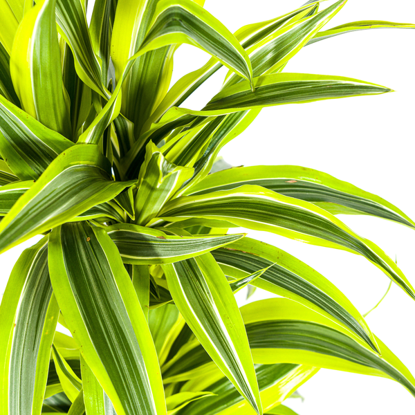 Dracaena Deremensis Lemon Lime - ↕80cm - Ø19cm