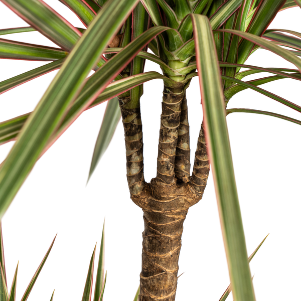Dracaena Marginata Bicolor - ↕120cm - Ø21cm - Drakenplant