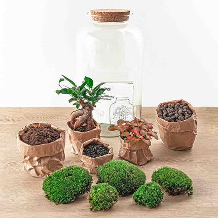 Terrarium DIY - Sven Bonsai - ↕43 cm - Grabie + Łopata + Pęseta + Nożyczki