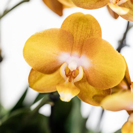 Conjunto de orquídeas naranjas en cesta de junco con depósito de agua incluido - Tres orquídeas naranjas de Las Vegas de 12 cm | Mono ramo naranja con depósito de agua incorporado.