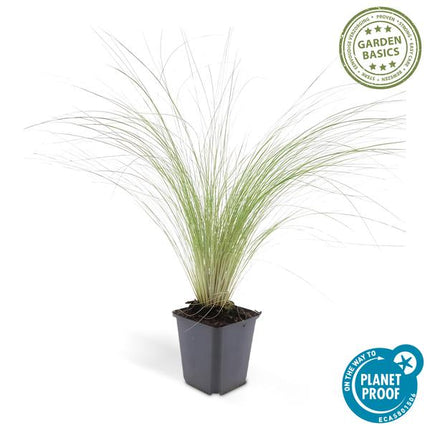 Stipa Tenuissima 'Ponytails' - Erba Piuma - ↕10-25cm - Ø9cm - Erba Ornamentale - 12x