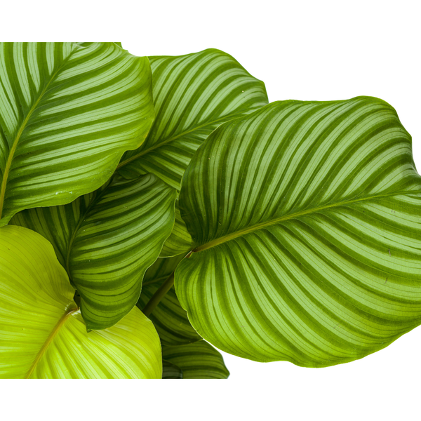 Calathea Orbifolia - ↕80cm - Ø27cm