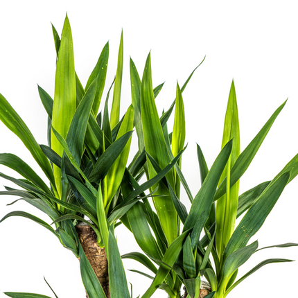 Yucca Elephantipes - ↕65cm - Ø21cm