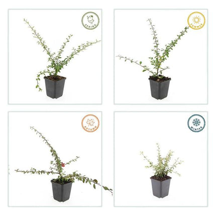 Cotoneaster Suecicus 'Coral Beauty' - ↕10-25 cm - Ø9 cm - Bodendecker - Beetpflanze - 6 Stück