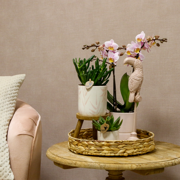 Gift set Love pink - Plantenset met roze Phalaenopsis Orchidee en Succulenten incl. keramieken sierpotten