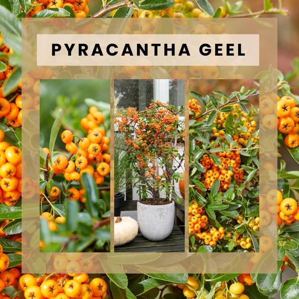 Pyracantha Coccinea Sunny Star - Vuurdoorn - ↕60cm - Ø12cm - 2x