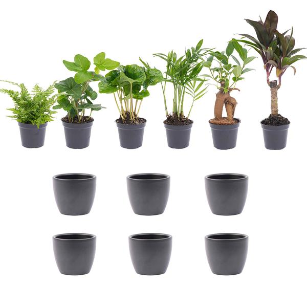 Juego de miniplantas 6 - Incluye 6 macetas Boule color antracita
