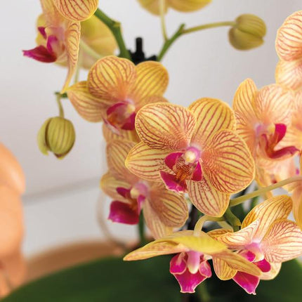Gift set Optimism small peach | Groene plant met oranje Phalaenopsis orchidee in Candy sierpotten op wit organisch dienblad