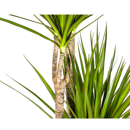 Dracaena Marginata Green - ↕180cm - Ø27cm - Dragon plant