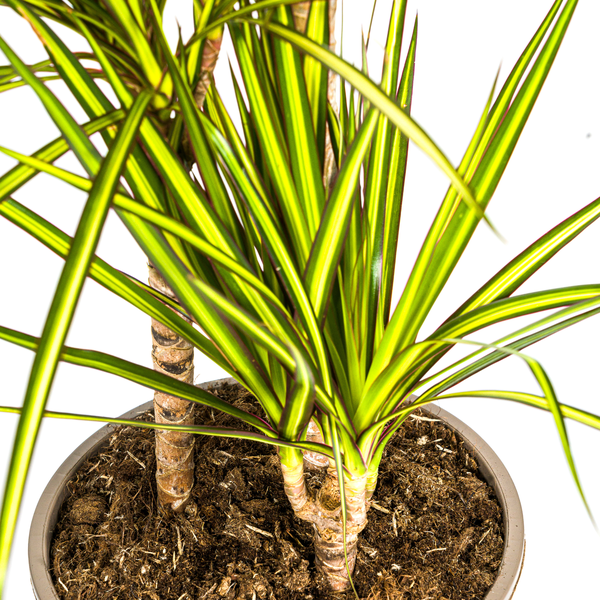Dracaena Marginata Sunray - ↕100-110cm - Ø21cm - Drakenplant