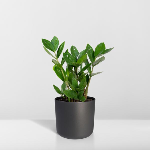 Zamioculcas - ZZ Plant - ↕35cm - Ø12cm