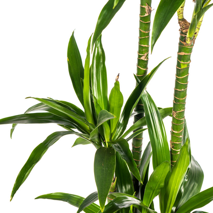 Dracena Deremensis Lisa - ↕140cm - Ø24cm