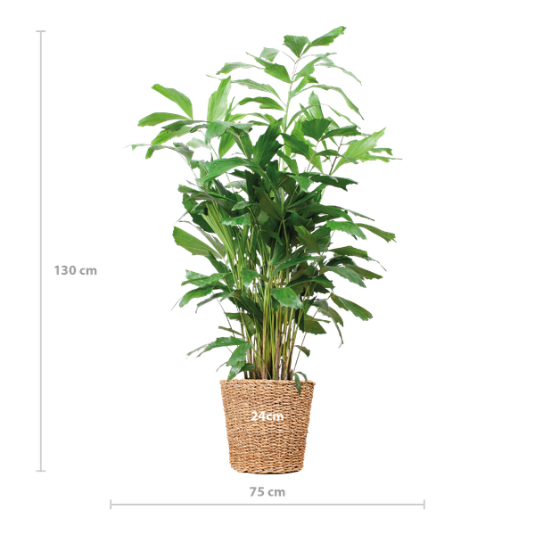 Caryota Mitis XL - Vissenstaartpalm - ↕130cm - Ø24cm