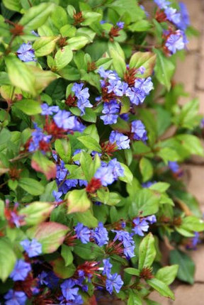 Ceratostigma Plumbaginoides - Loodkruid - ↕10-25cm - Ø9cm - Bodembedekker - Borderplant - 60x